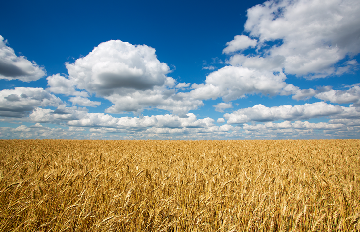 利用植物基因组测序加速作物研究