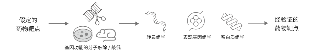 图1：靶点验证 — 药物靶点通常通过基因功能的分子敲除或敲低来验证。基于NGS 的方法可以用于分析干扰在转录组、表观基因组和蛋白质组中的表型效应，以验证靶点开展进一步开发。