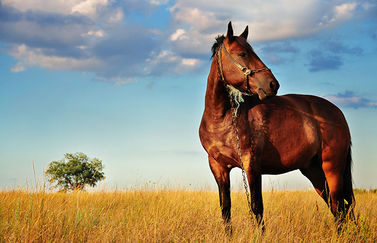 从遗传变异到生理性状