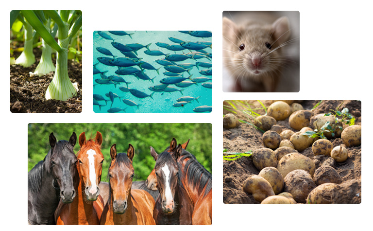 农业基因组学领域的测序法基因分型