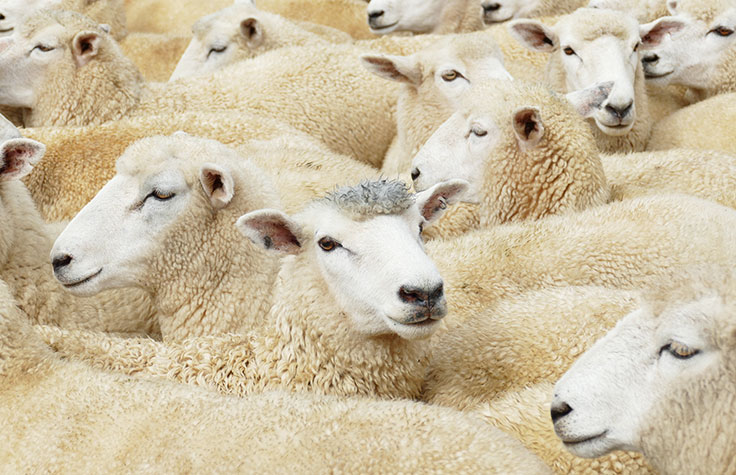 全基因组关联分析