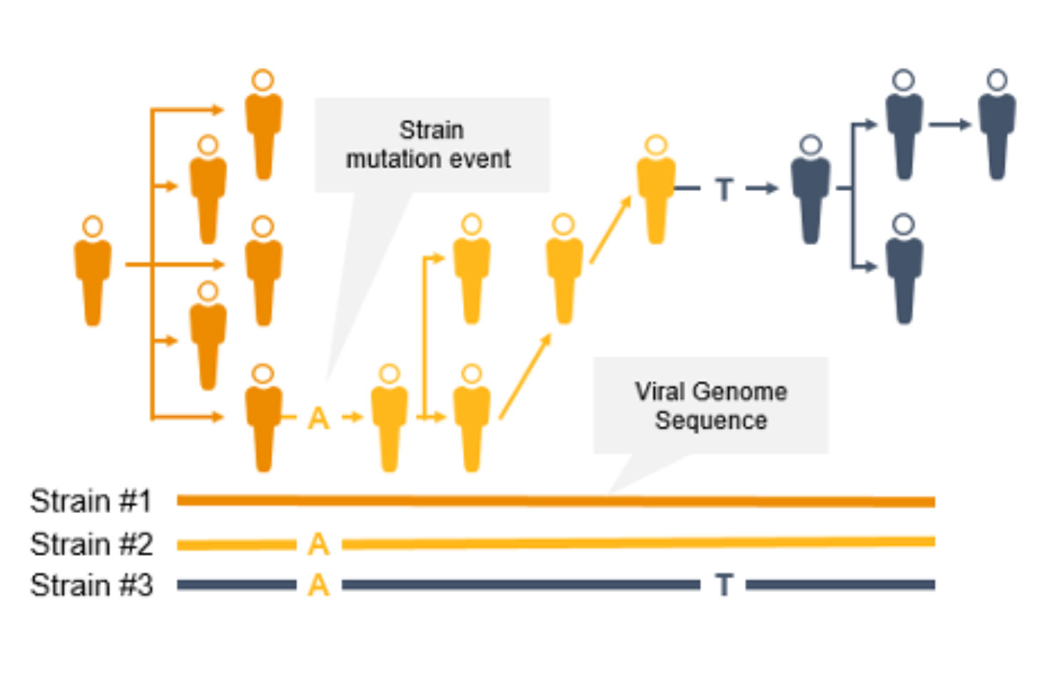 Detect &
                                                                                            Characterize Coronavirus Mutations