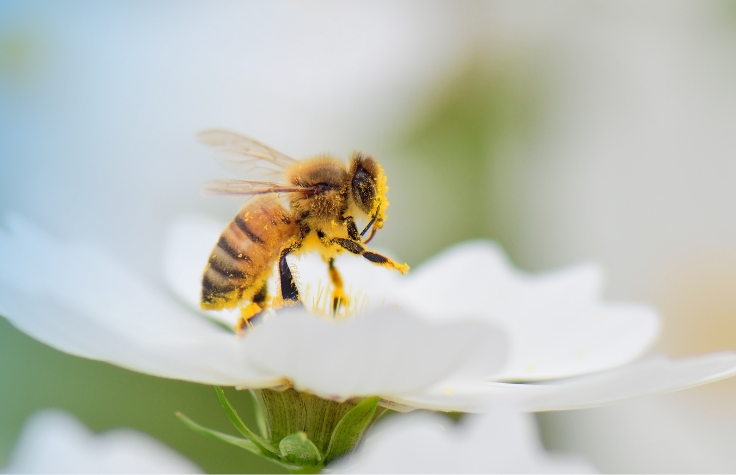 因美纳宣布第十三届Agricultural Greater Good资助获得者
