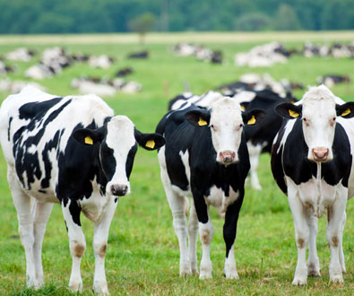 Backgrounder: The Agrigenomics Market