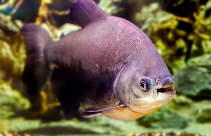 旨在改善生计的重要鱼类测序