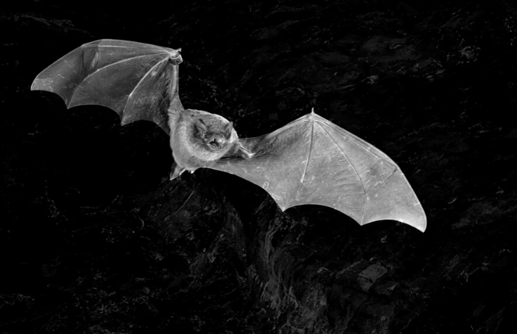 The Genetics of Halloween