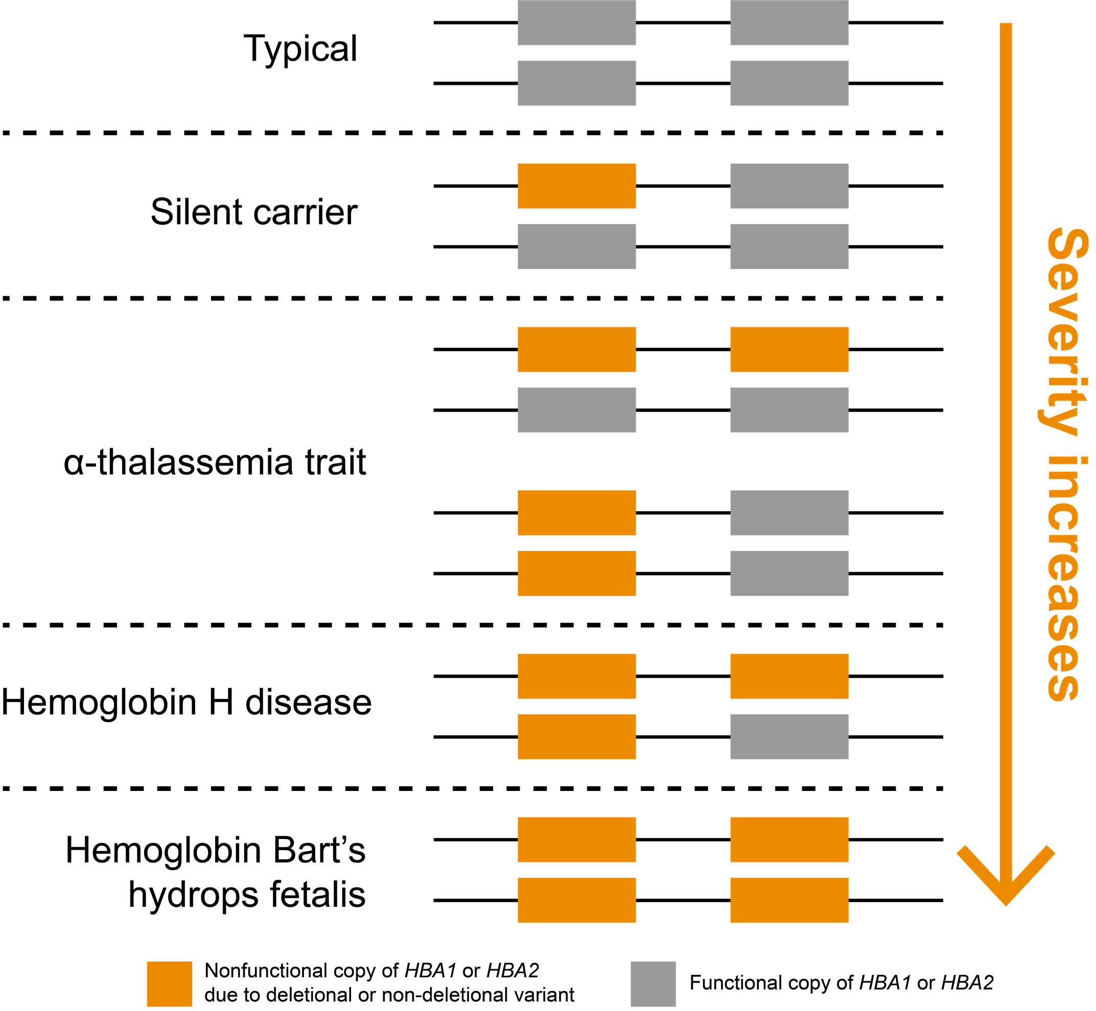 Figure 1. Configurations of the HBA locus in typical, carrier, and affected individuals.