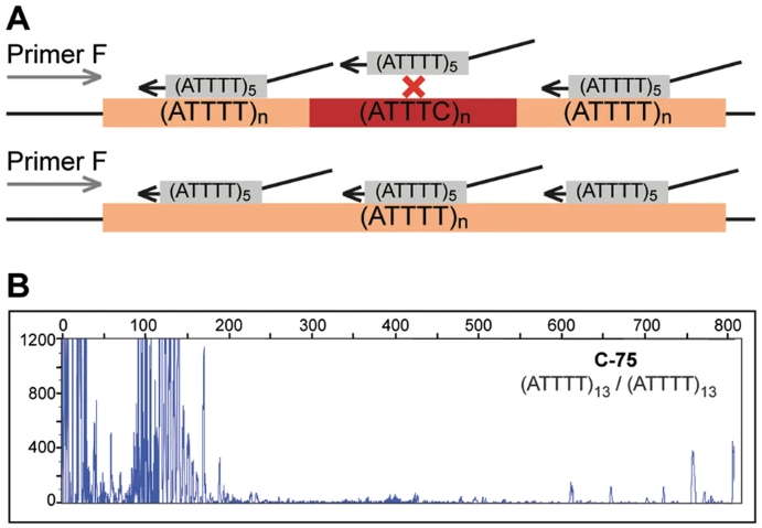 Examples of repeat-primed PCR of an STR in DAB1