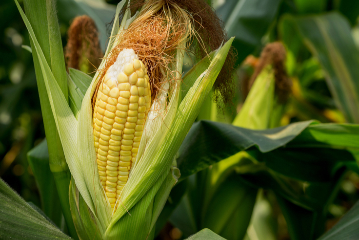 Beck's Hybrids优化了其实验室工作流程