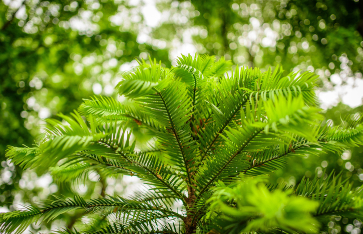 多功能的高通量测序支持了澳大利亚基因组学中心的发展