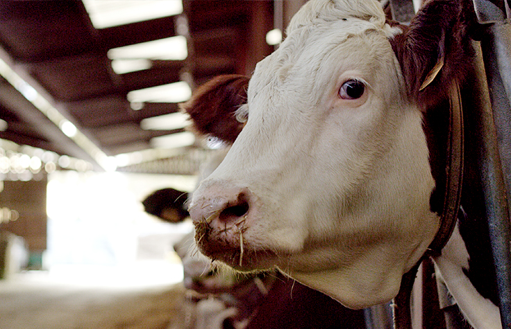 Genetics and the Agriculture Industry