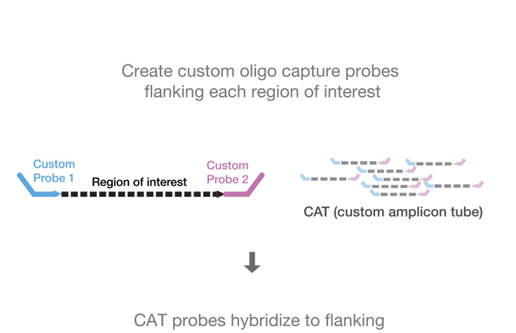 高度靶向的多重分析