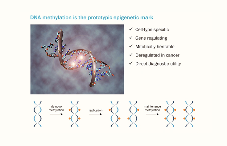 Illumina experts: Analyzing and interpreting DNA methylation data