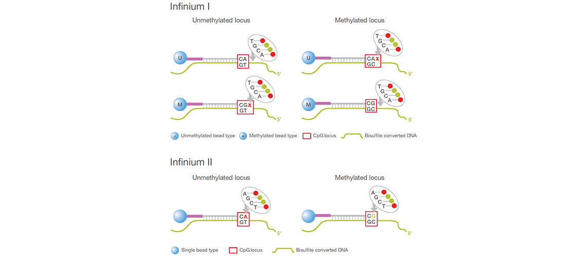 broad coverage using infinium