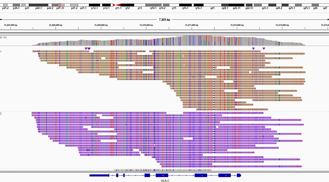 haplotypes in polymorphic genes